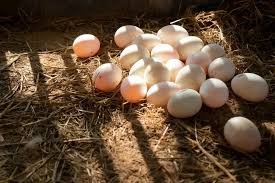 Duck Eggs